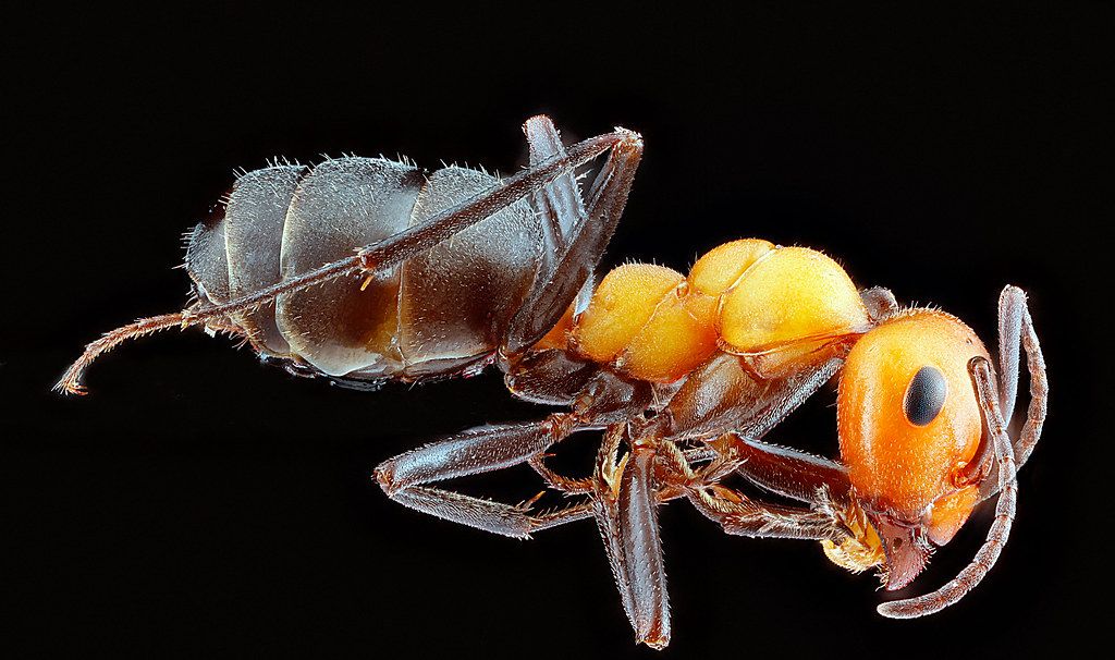 Ant Control service in Tinley Park, IL