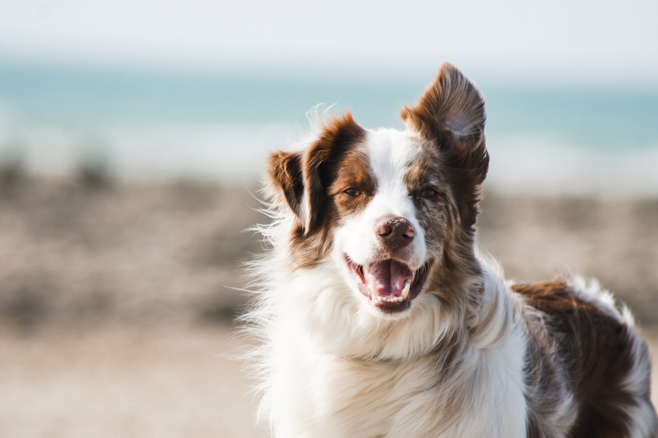 Flea & Tick Control service in Tinley Park, IL