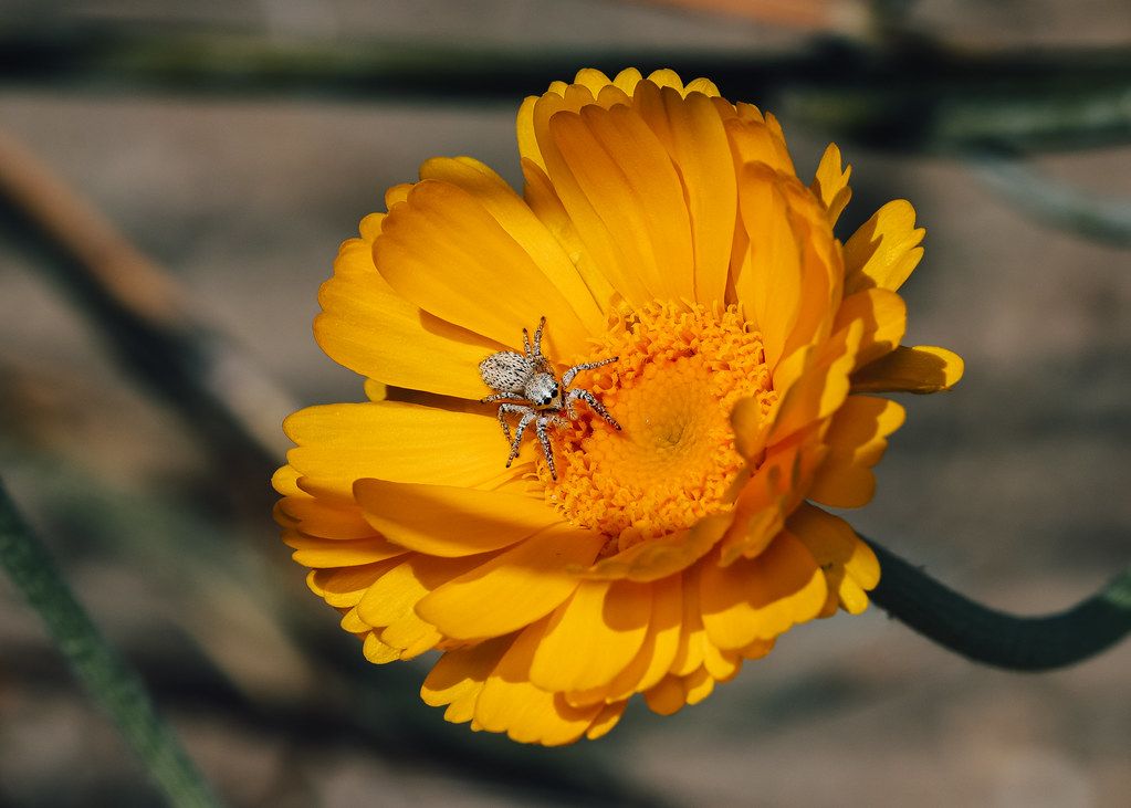 Spider Control service in Tinley Park, IL